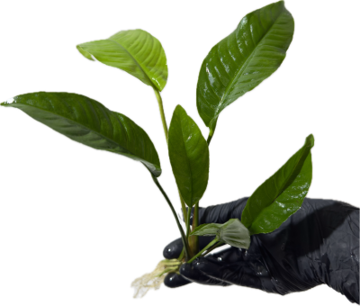 Анубиас Бартера L , шт Анубиас Бартера L , шт